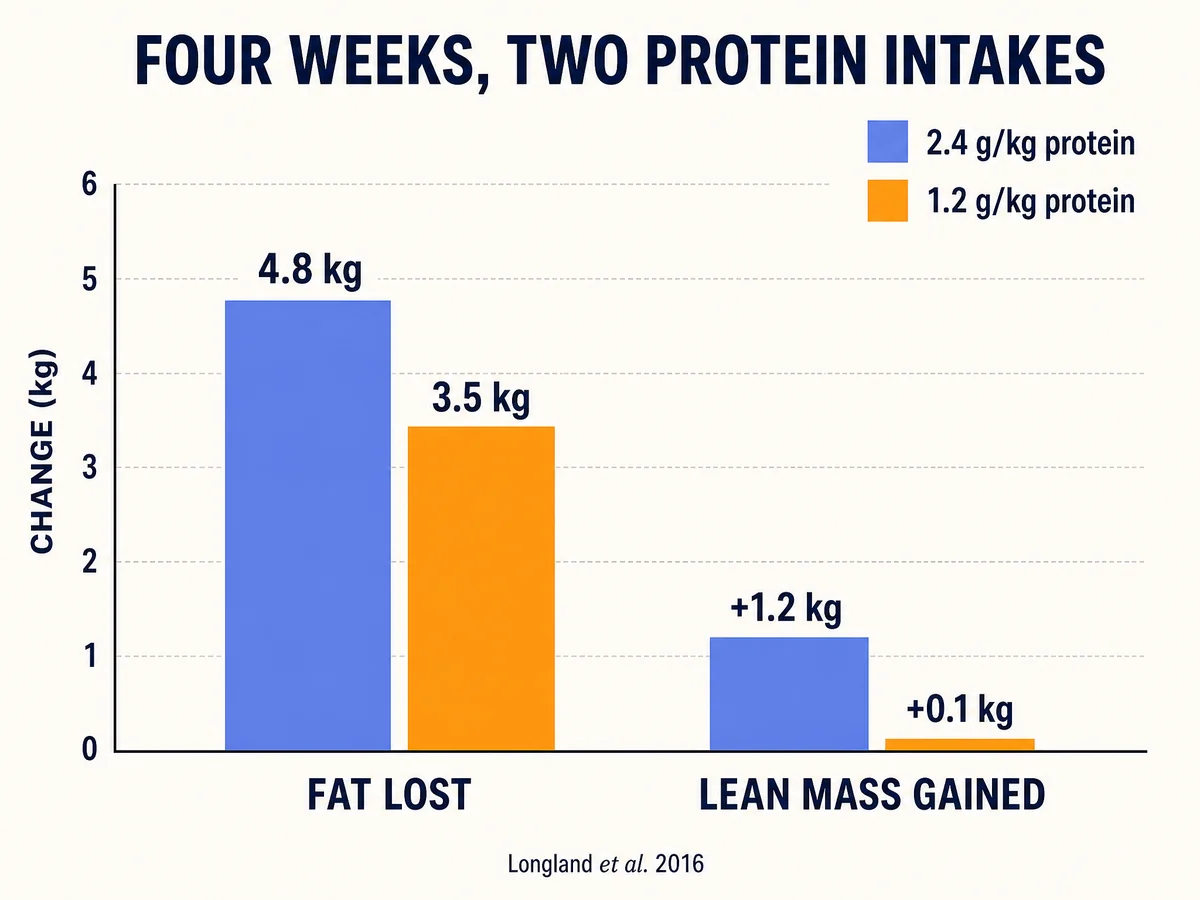Bar chart comparing fat loss and lean mass change over four weeks at two protein intakes